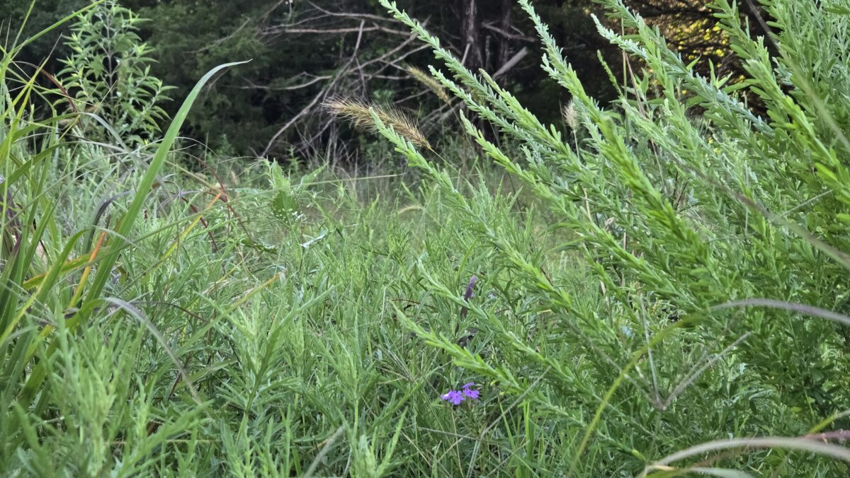 Lot #51B (1.5 ac) - Image 6
