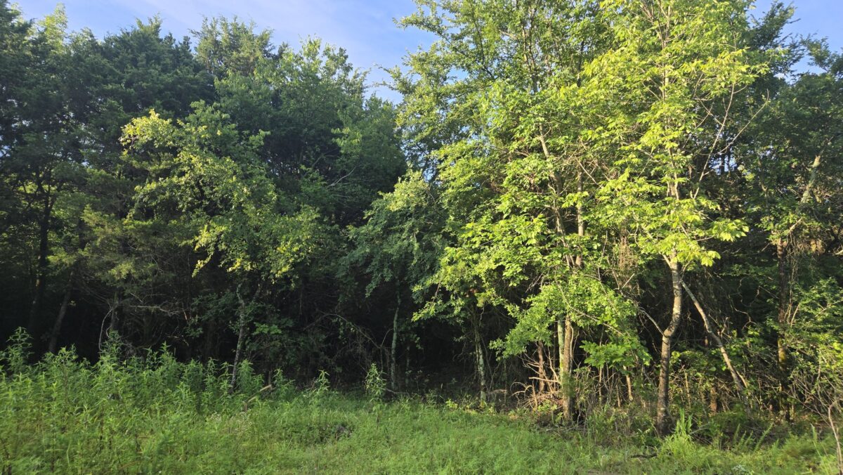 Lot #42A (2 ac) - Image 4