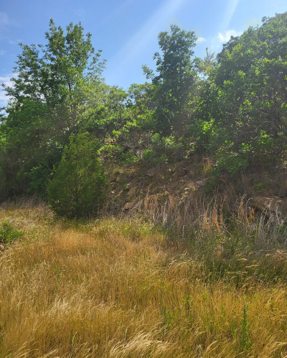 Lot #65 (12.89 ac)