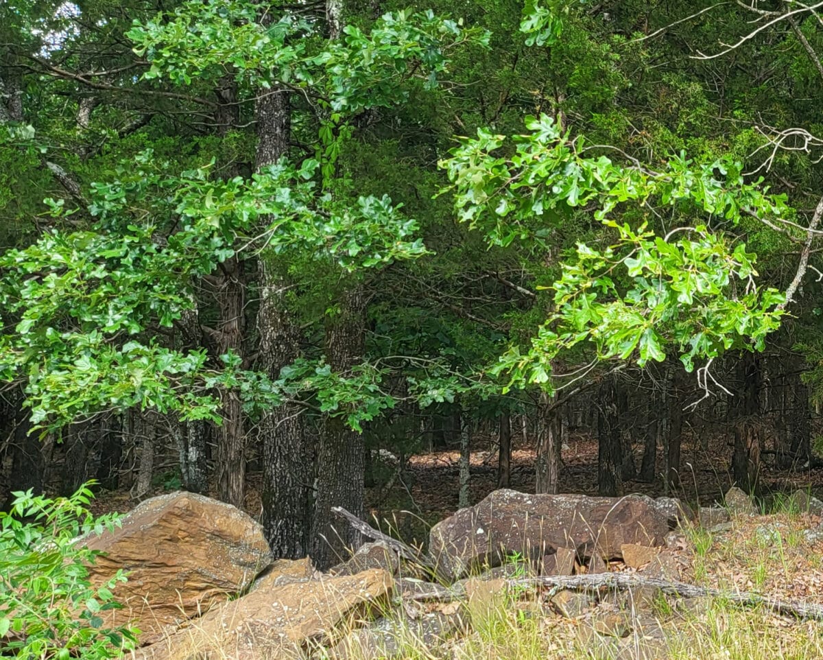 Lot #82 (10.32ac)