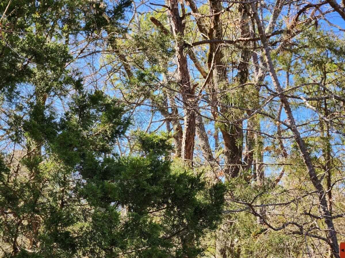 Lot #70 (12ac) - Image 5