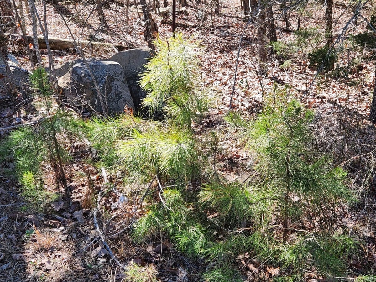 Lot #70 (12ac) - Image 4