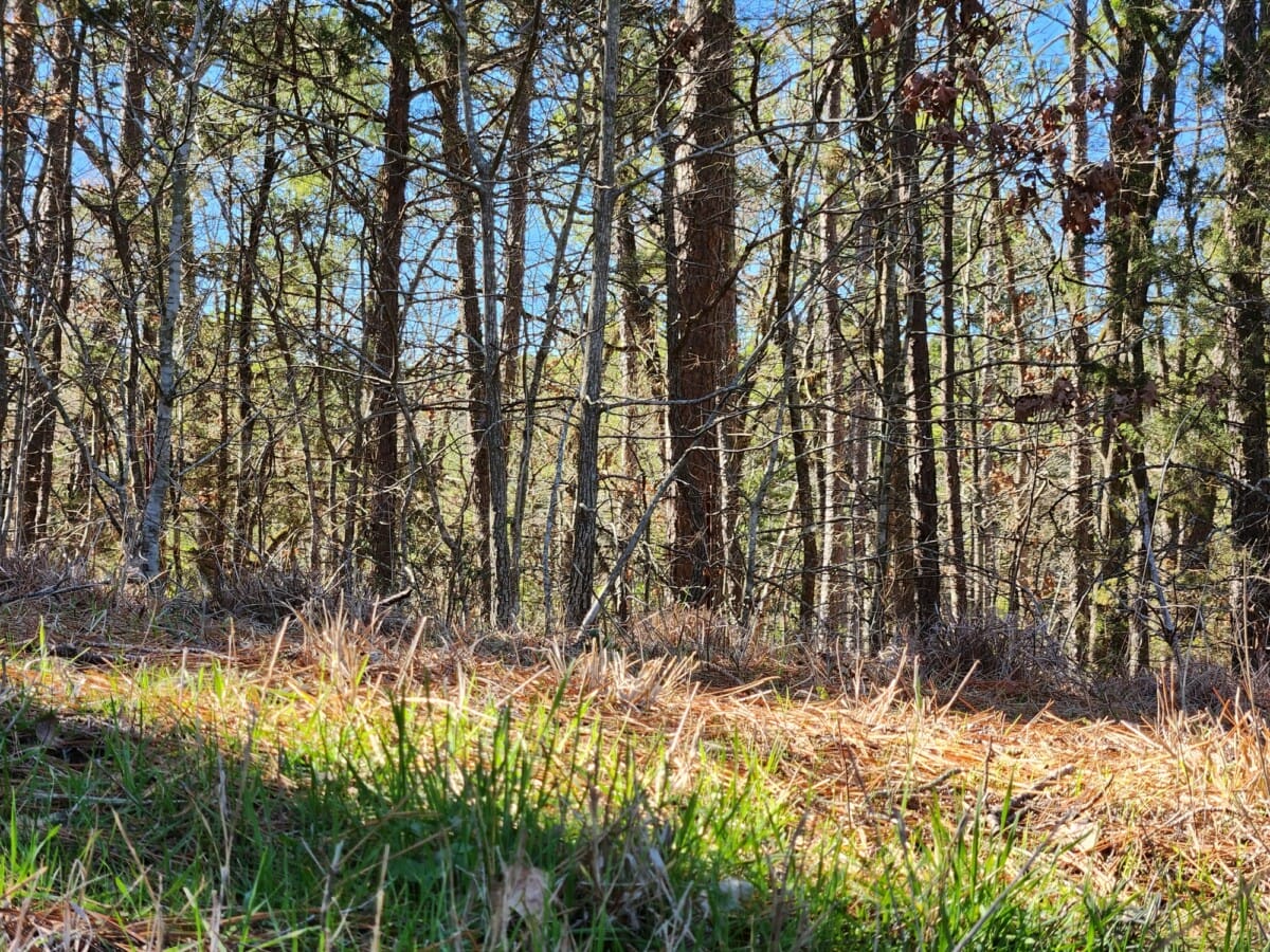 Lot #70 (12ac) - Image 3