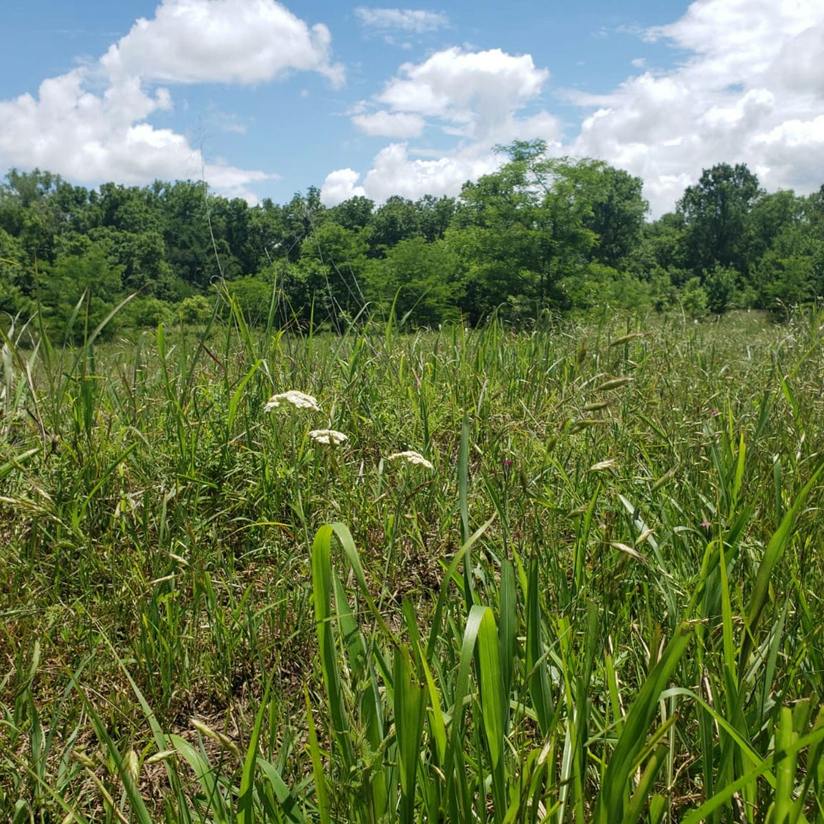 Vibrant Grasslands off of Sunset Trail