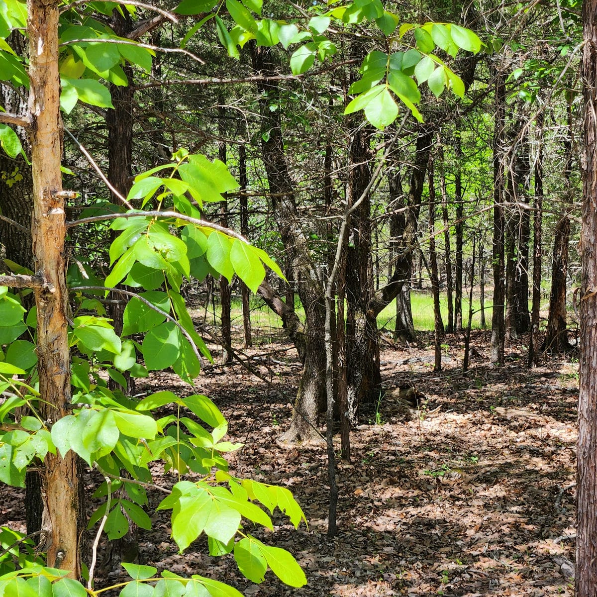 Undeveloped Wooded Lots along Eufaula Point