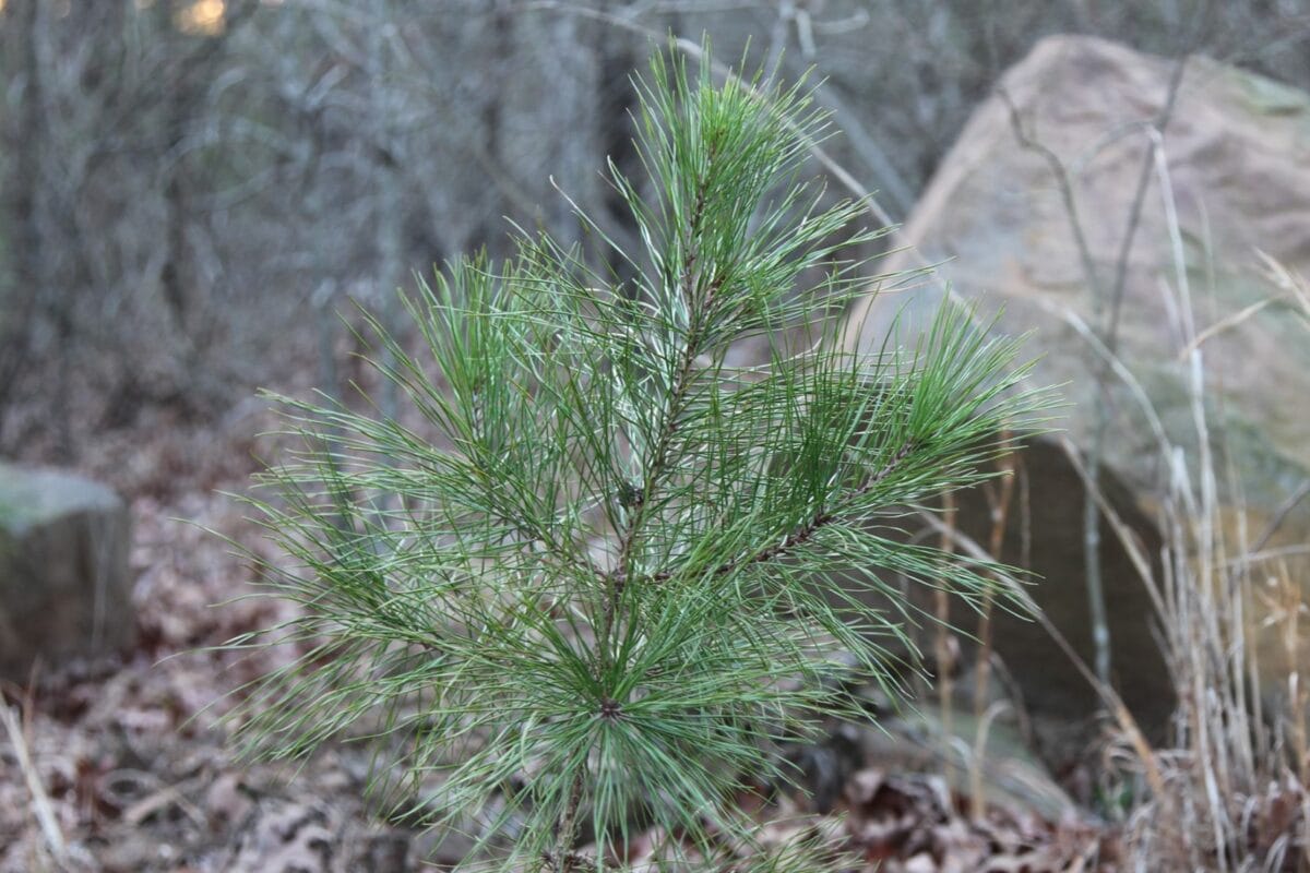 Lot #70 (12ac)